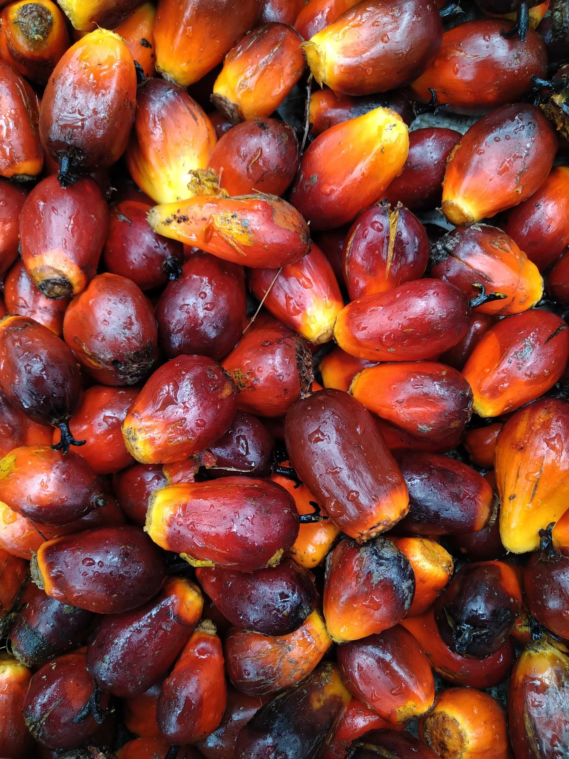 Featured image for “Malaysia’s May palm oil exports surge 44.7 pct -ITS”