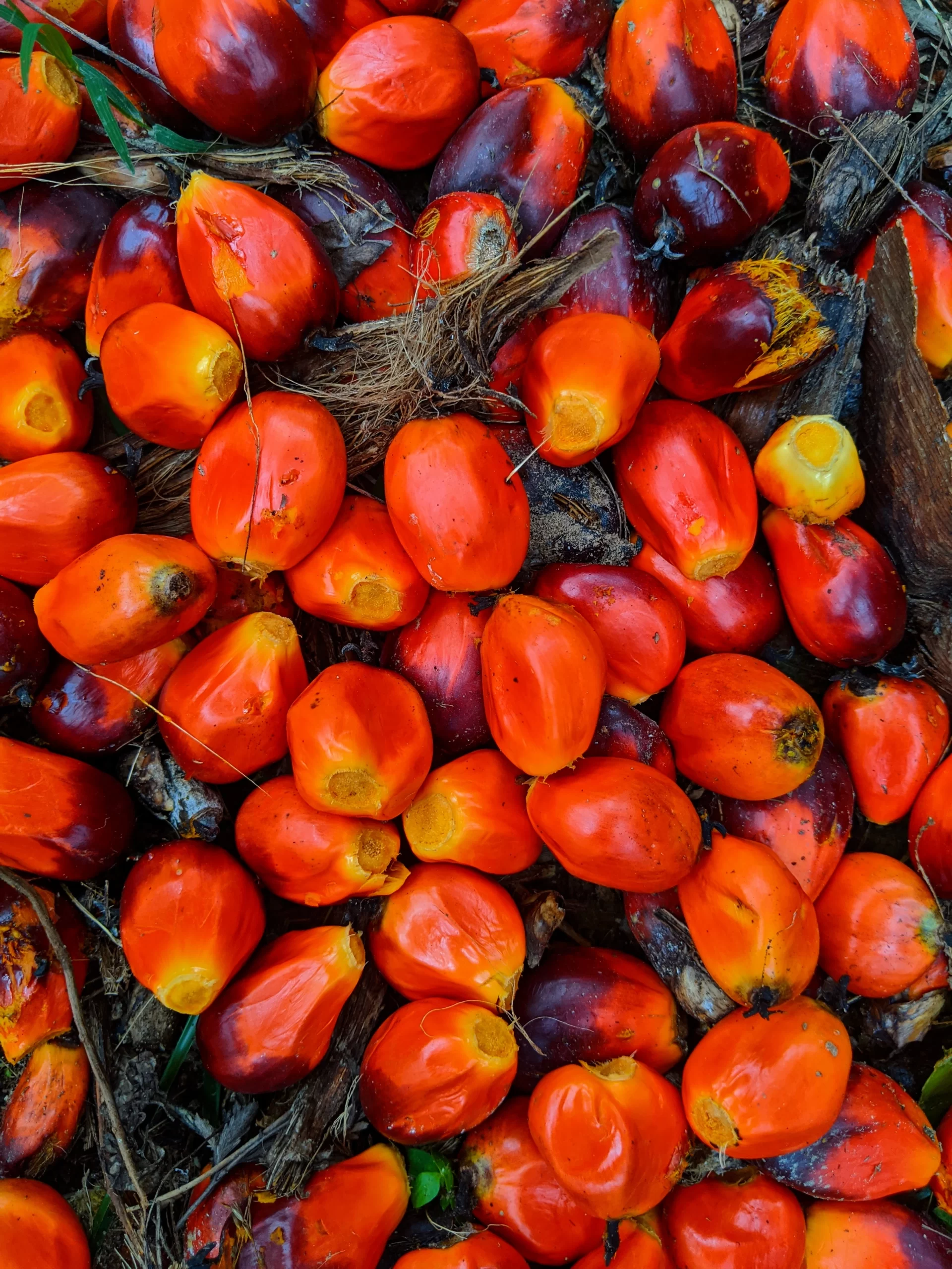 Featured image for “Palm Oil Prices hit 2-1/2 months high, lifted by overseas soy markets”