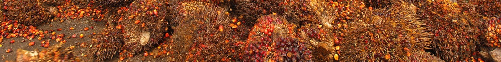 Featured image for “Higher palm oil output to cap prices, depending on El Nino”